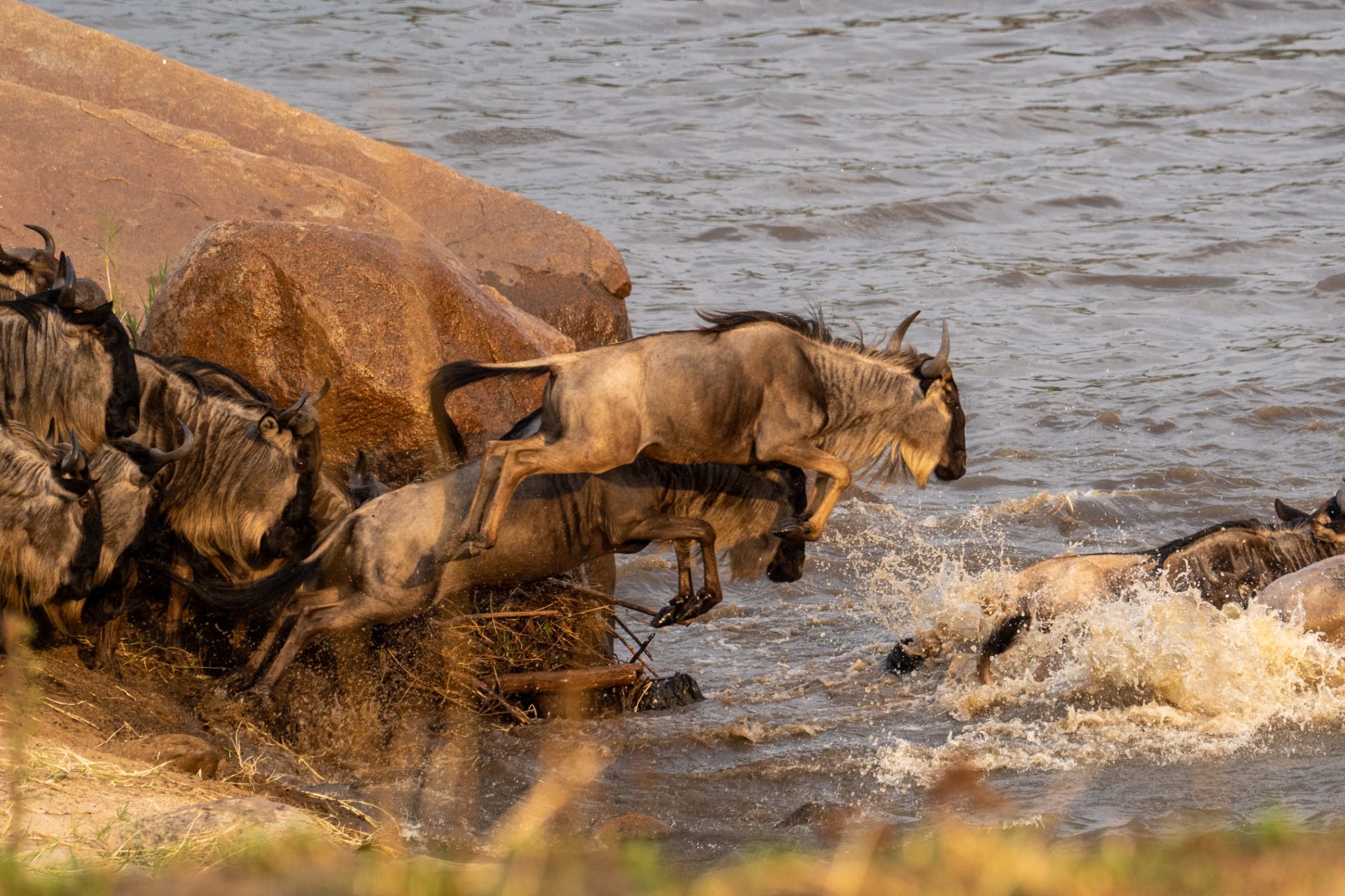 9 Days River Crossing Migration