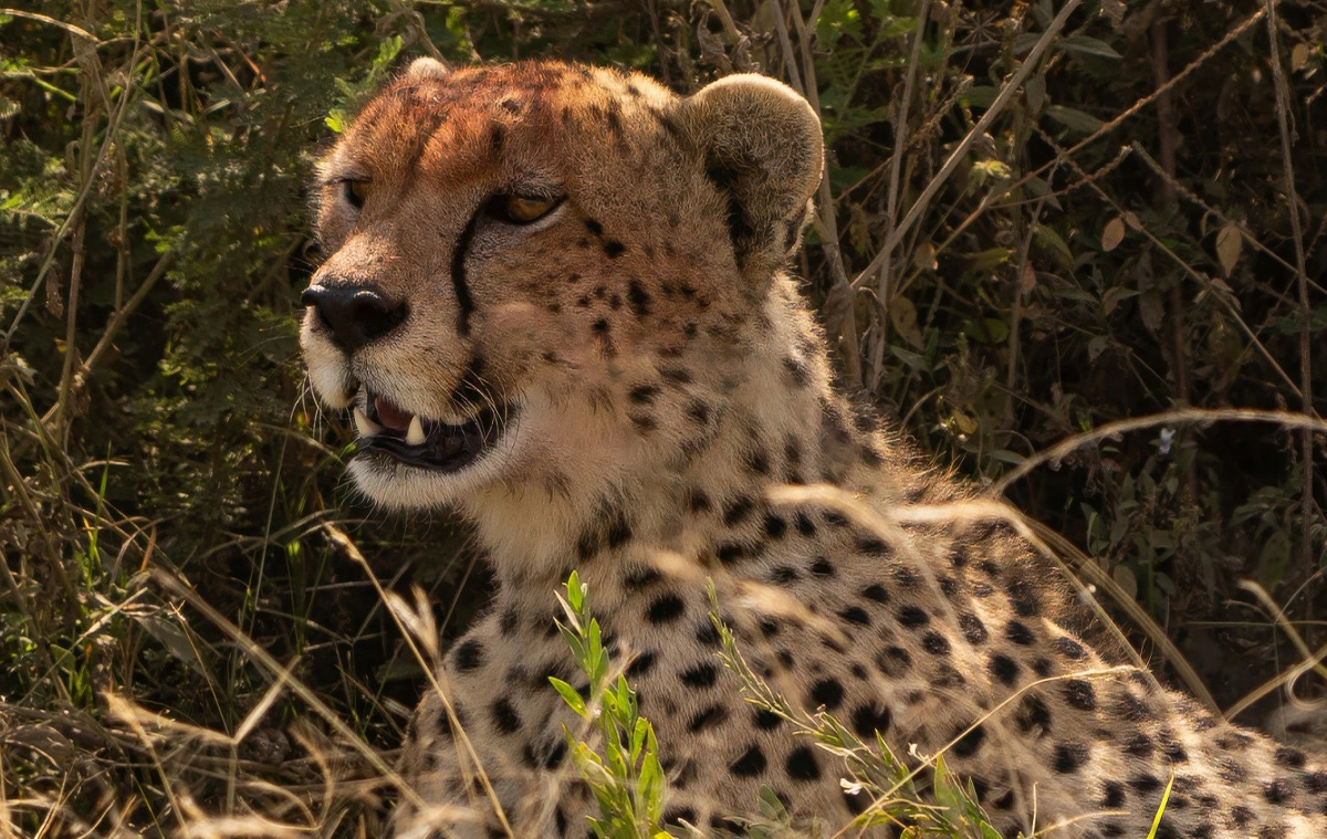 Cheetah