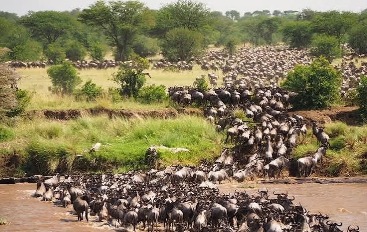 Serengeti
