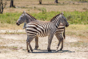 Zebra Safaris
