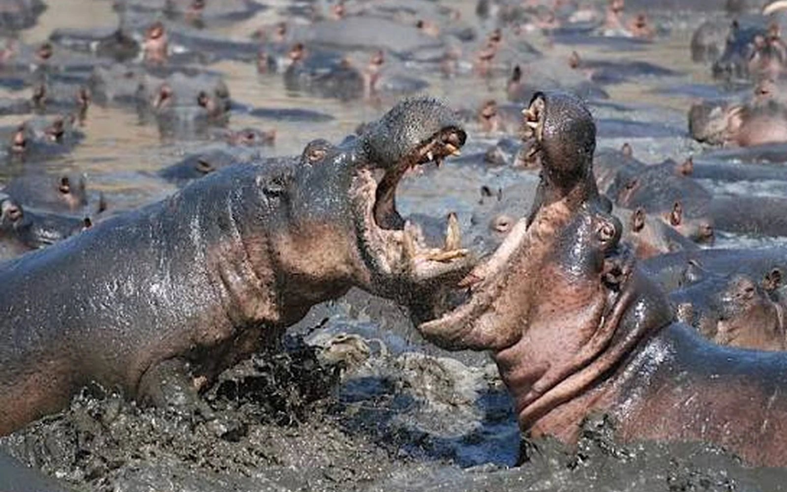 Hippos in Katavi National Park