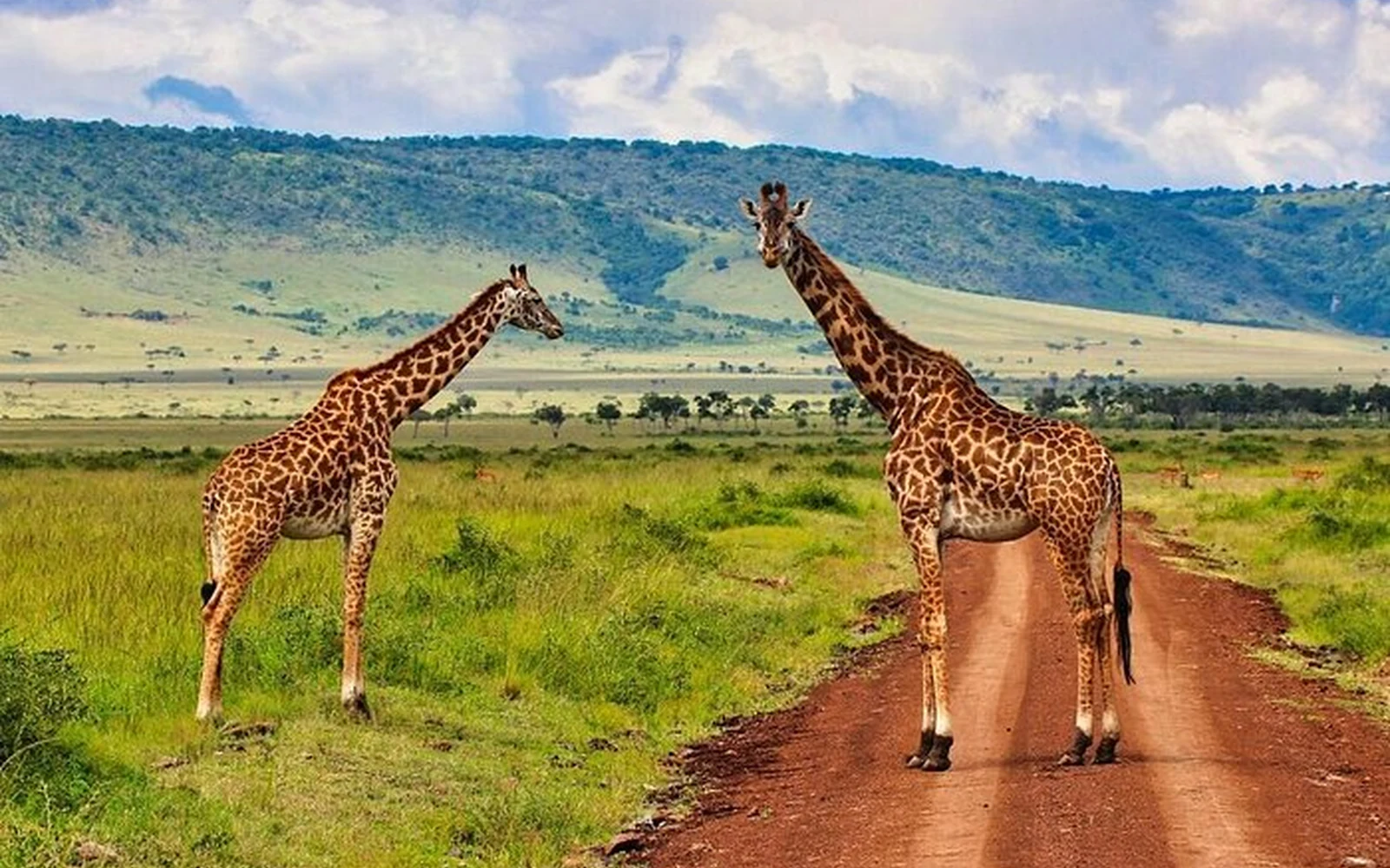 Giraffes in Kenya
