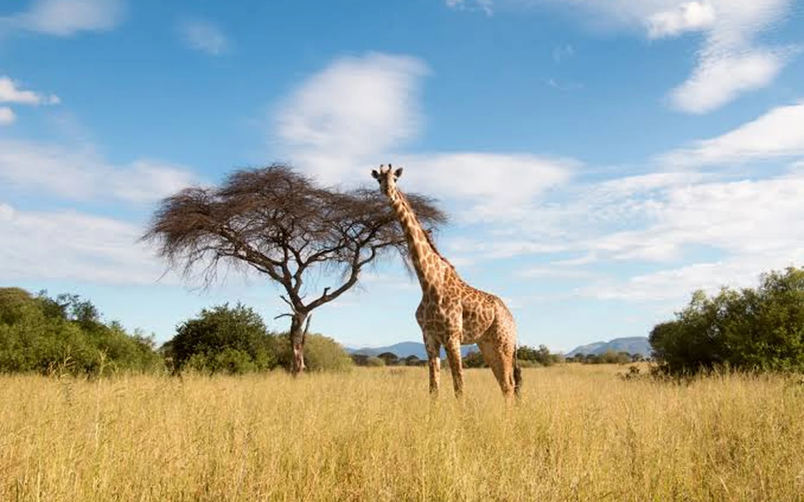 Giraffe in Ruaha National Park