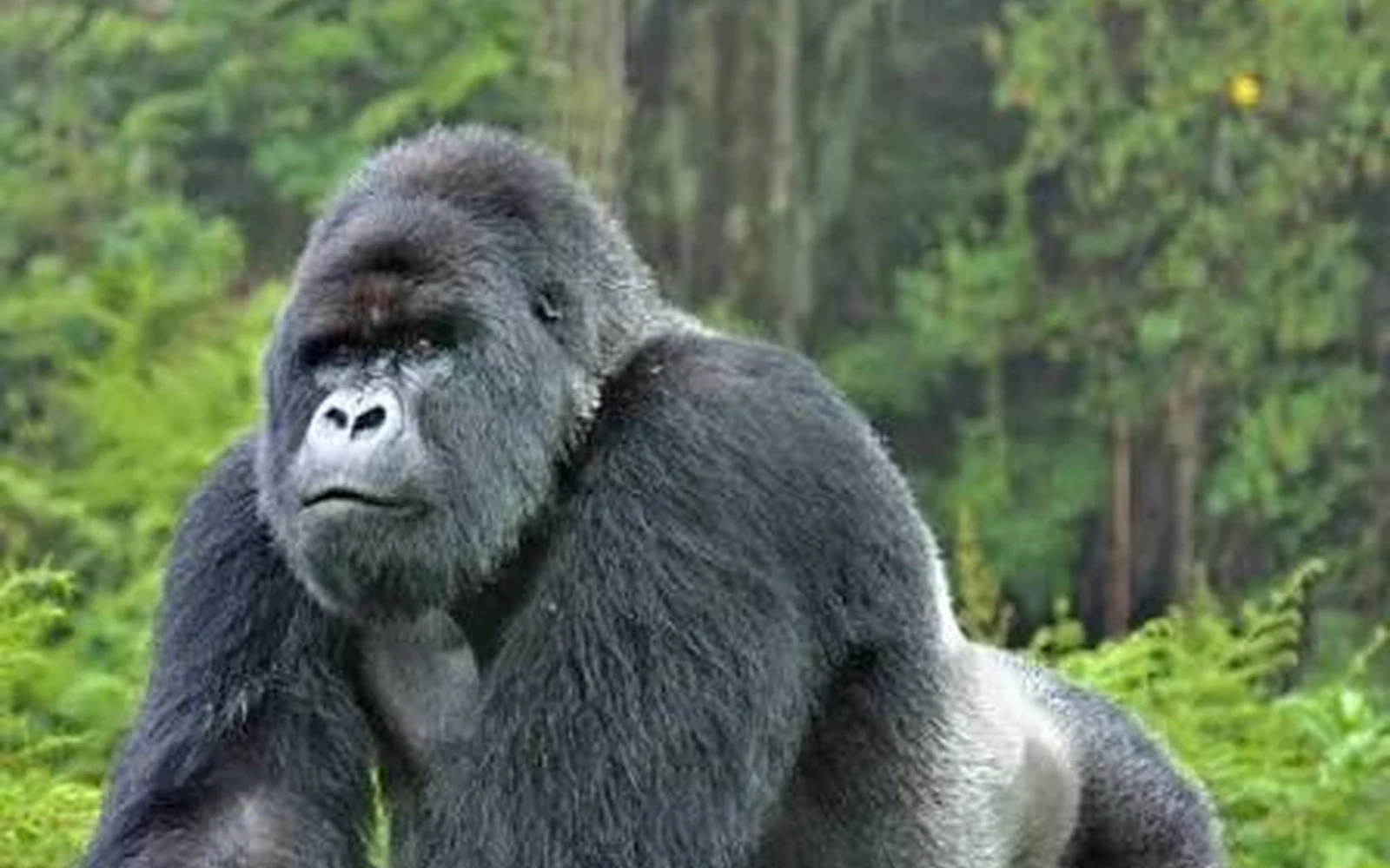 Mountain gorilla in Rwanda