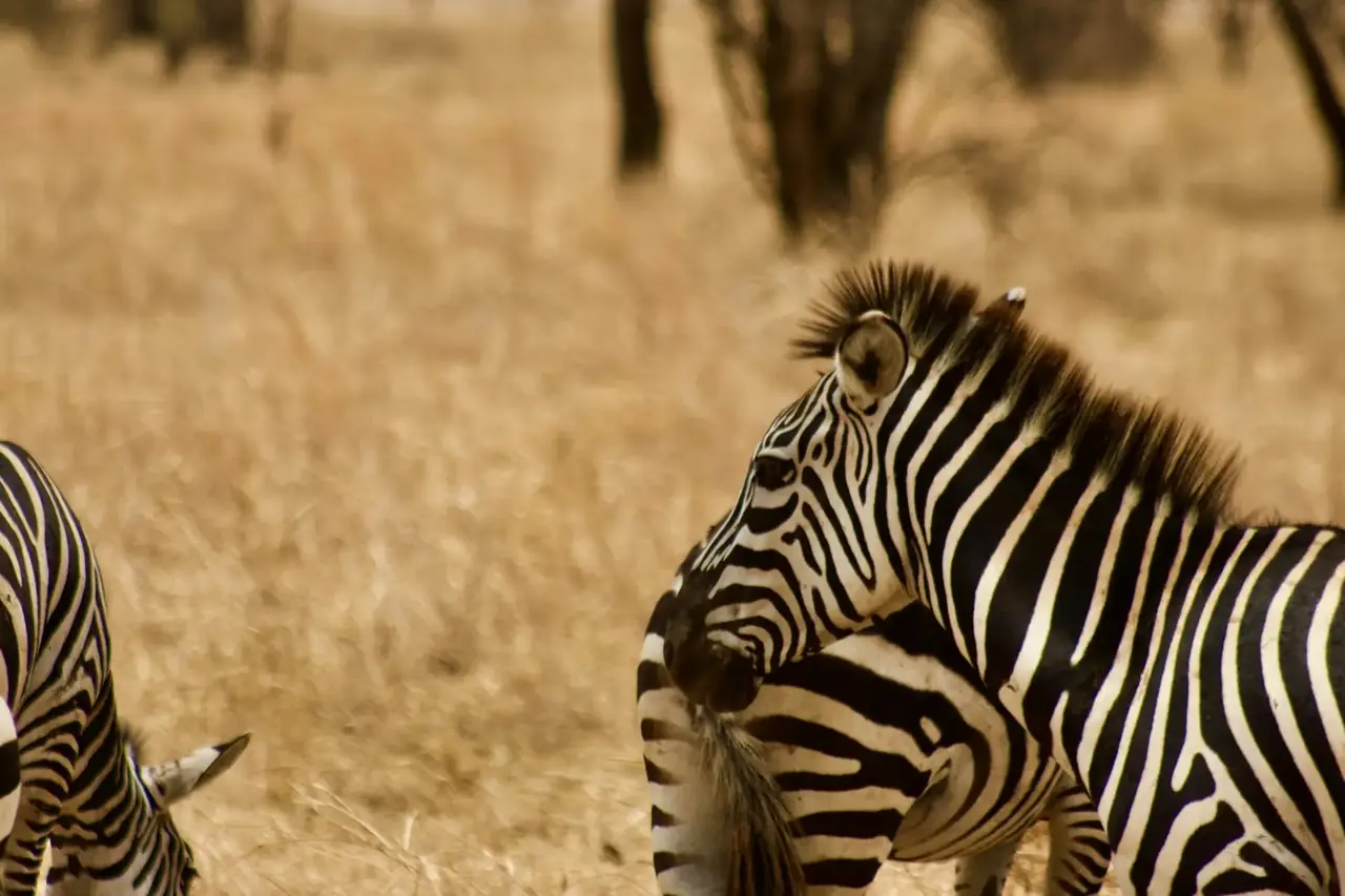 Zebra