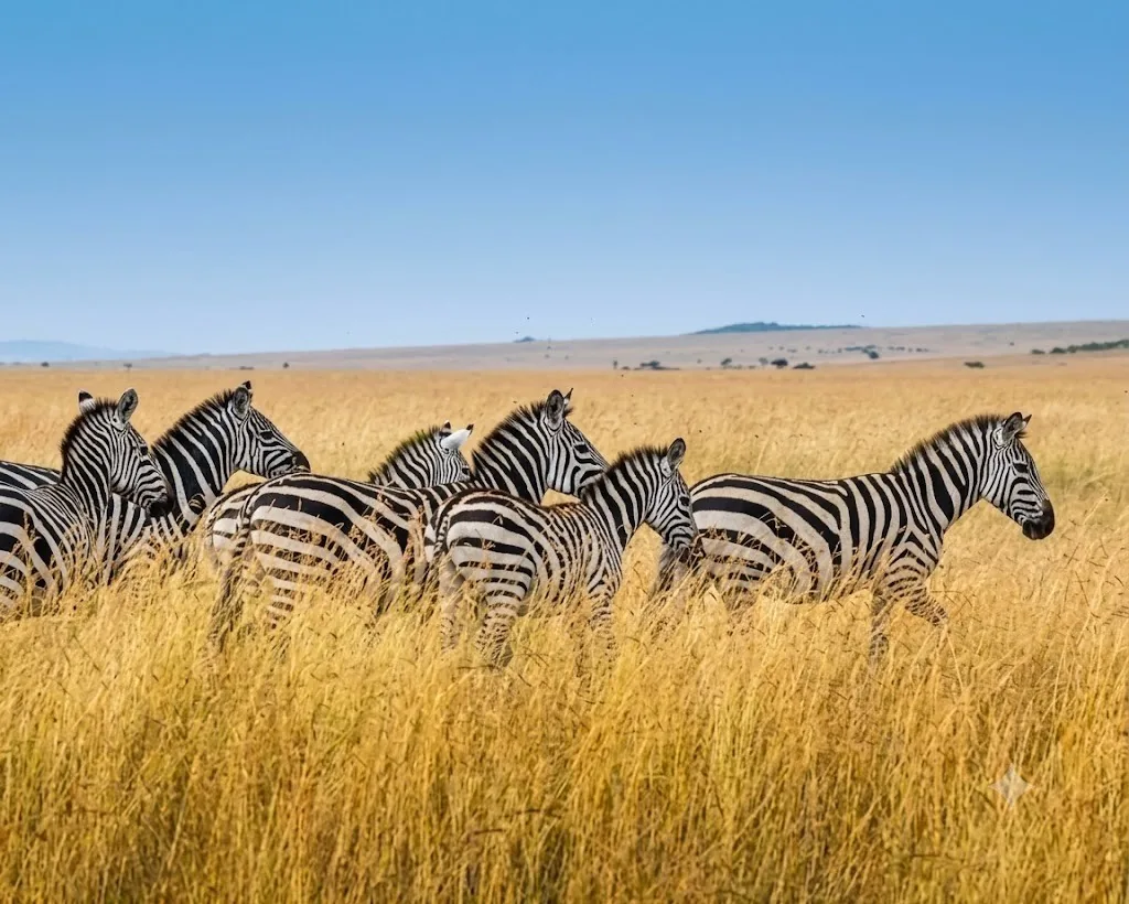 Burchell's zebras grazing in Serengeti